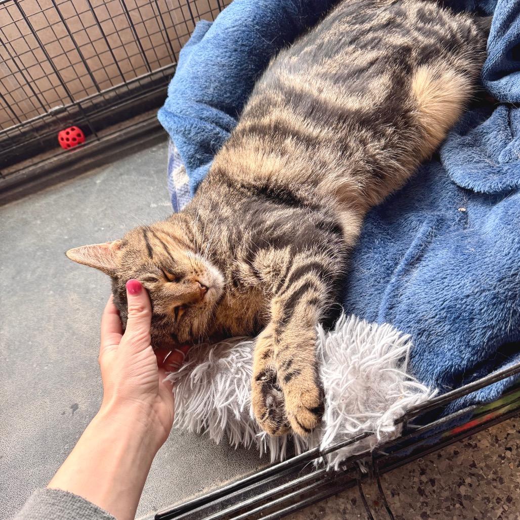 Enlarge Marie, a Adoptable Domestic Short Hair in Mondovi, WI image 2/4