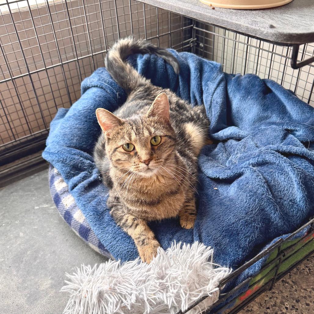 Enlarge Marie, a Adoptable Domestic Short Hair in Mondovi, WI image 3/4