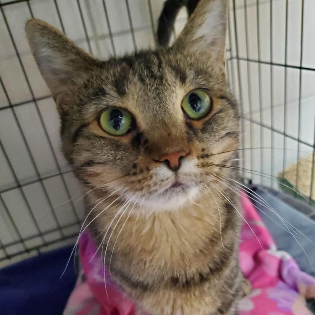 Enlarge Marie, a Adoptable Domestic Short Hair in Mondovi, WI image 4/5
