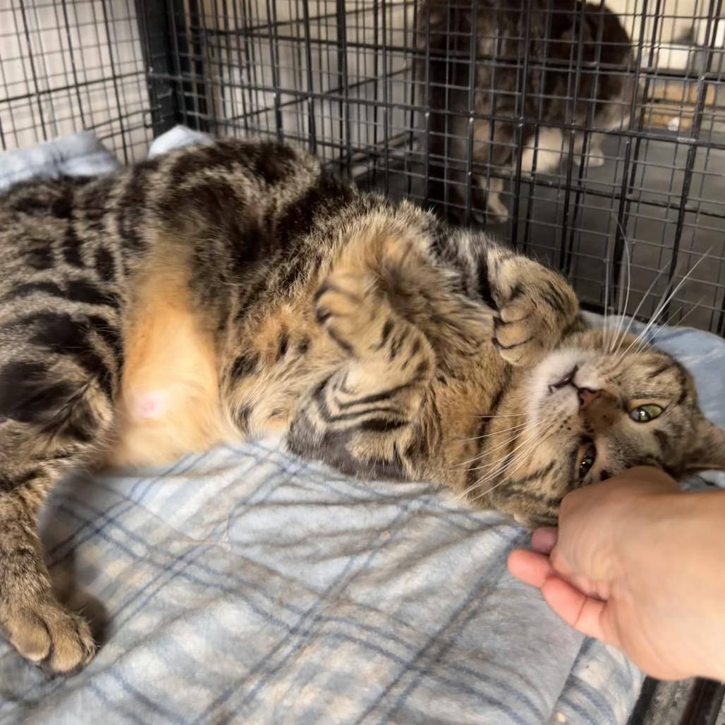 Marie, a Adoptable Domestic Short Hair in Mondovi, WI image 4/5