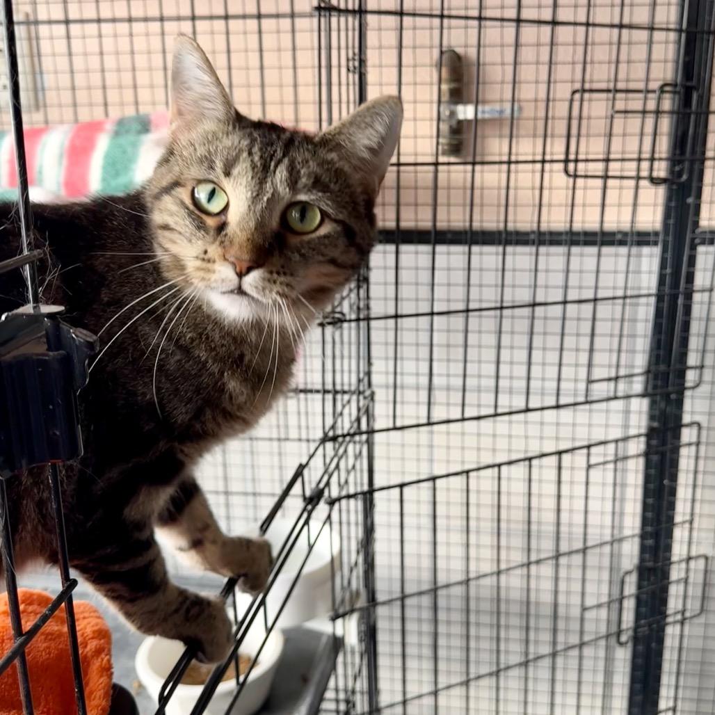 Enlarge Marie, a Adoptable Domestic Short Hair in Mondovi, WI image 4/4