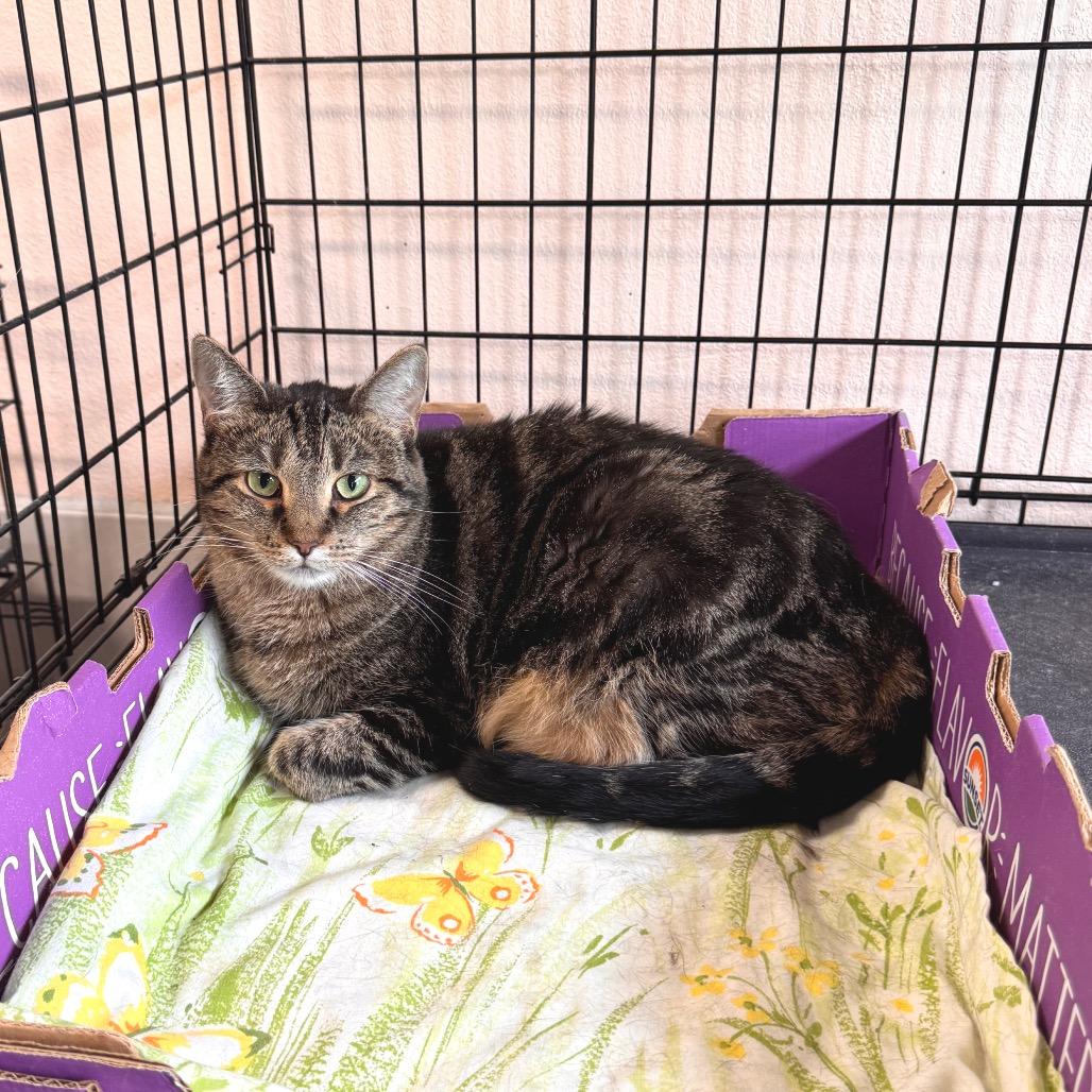 Enlarge Marie, a Adoptable Domestic Short Hair in Mondovi, WI image 5/6
