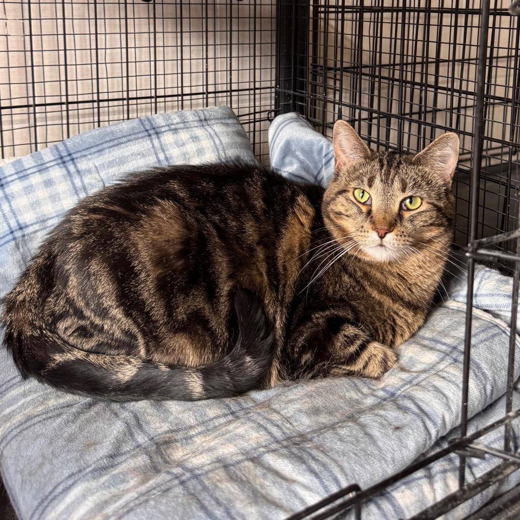 Marie, a Adoptable Domestic Short Hair in Mondovi, WI image 5/5