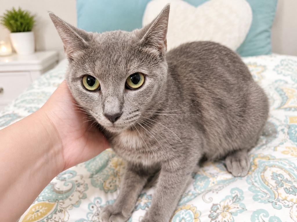 Violet, a Adoptable Dilute Tortoiseshell in Johnson City, TN image 2/5