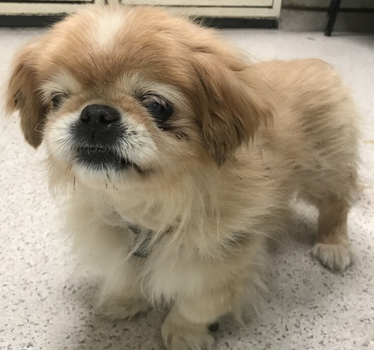 Dany has been adopted!, Adoptable, Senior Male Pekingese.