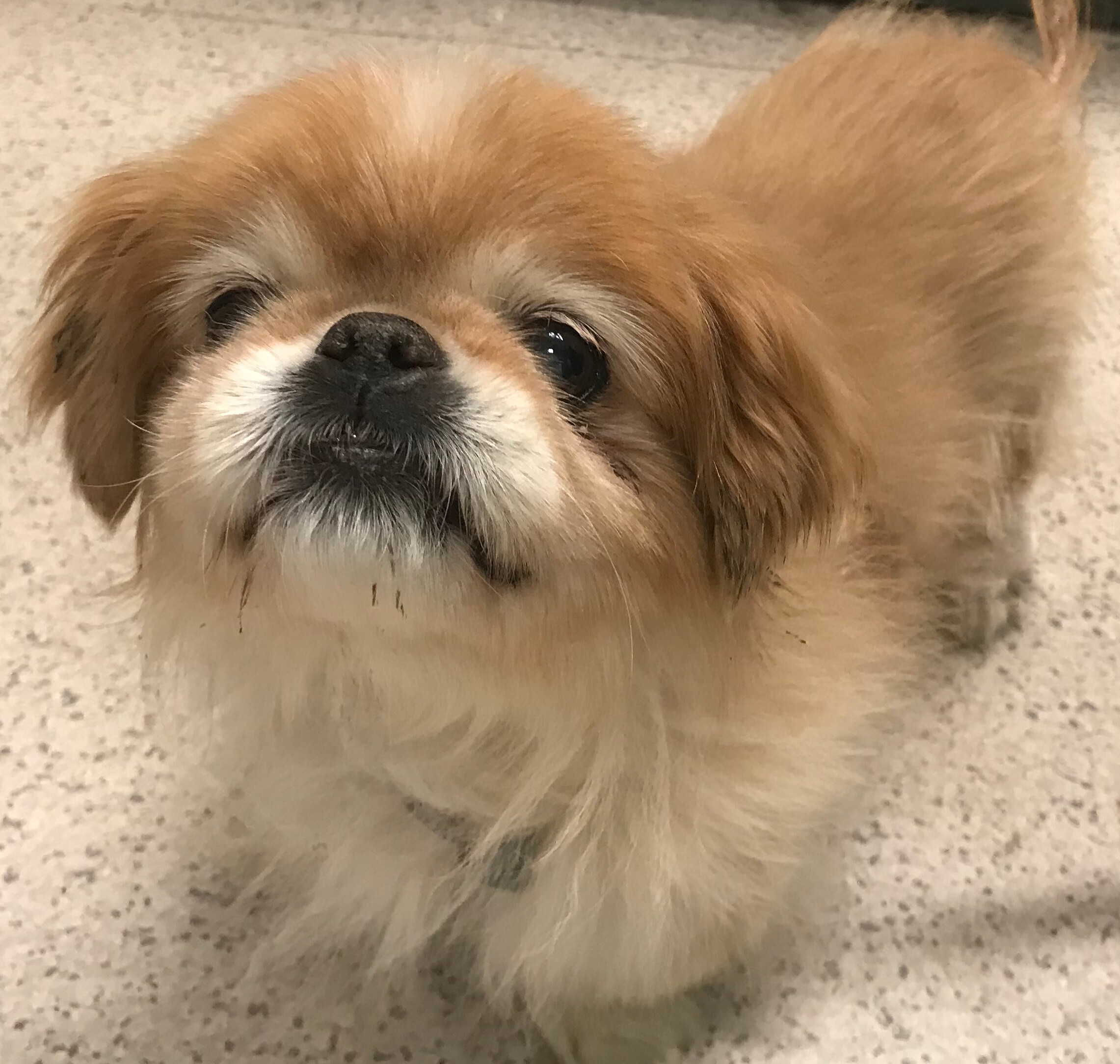 Enlarge Dany has been adopted!, a Adoptable Pekingese in Hillsdale, NJ image 2/2