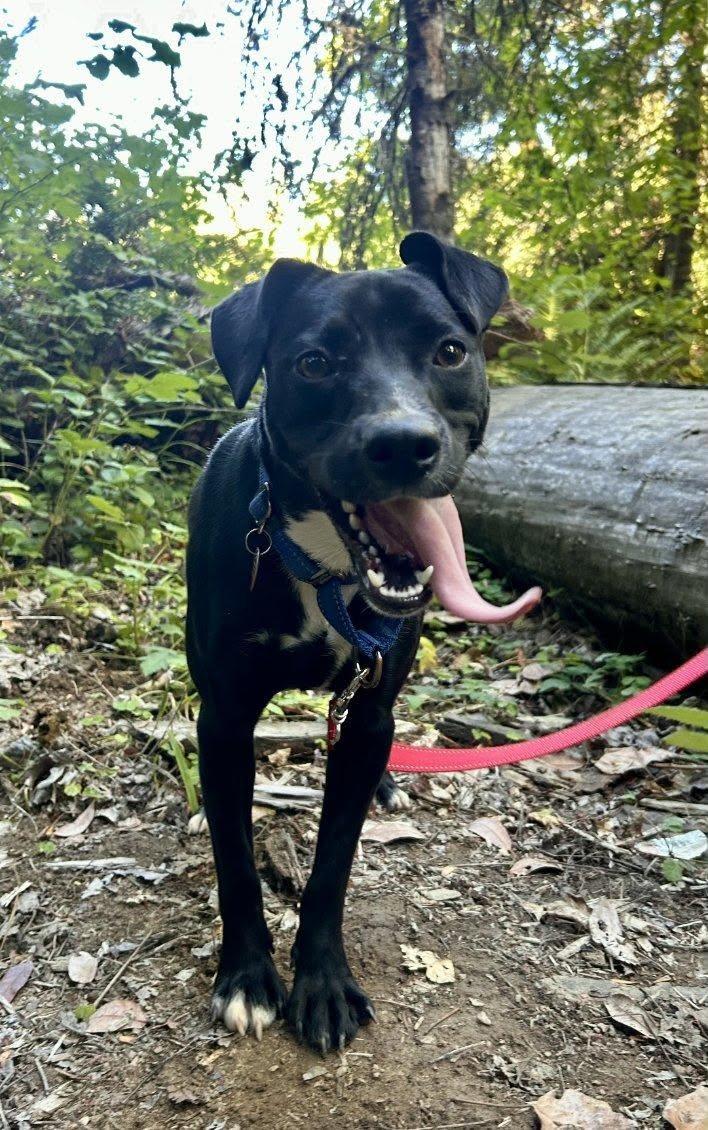 Mojito, Adopted, Young Male Terrier.
