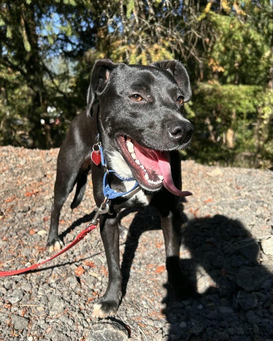 Enlarge Mojito, a Adopted mixed breed in Grants Pass, OR image 5/5