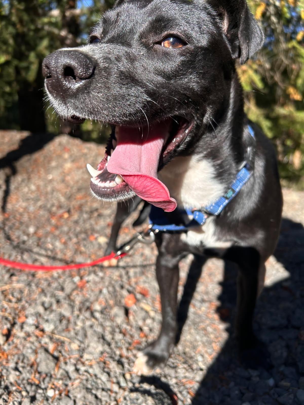 Enlarge Mojito, a Adopted mixed breed in Grants Pass, OR image 2/5