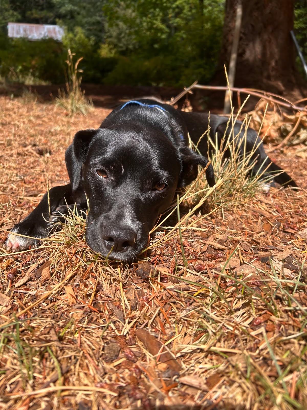 Enlarge Mojito, a Adopted mixed breed in Grants Pass, OR image 4/5