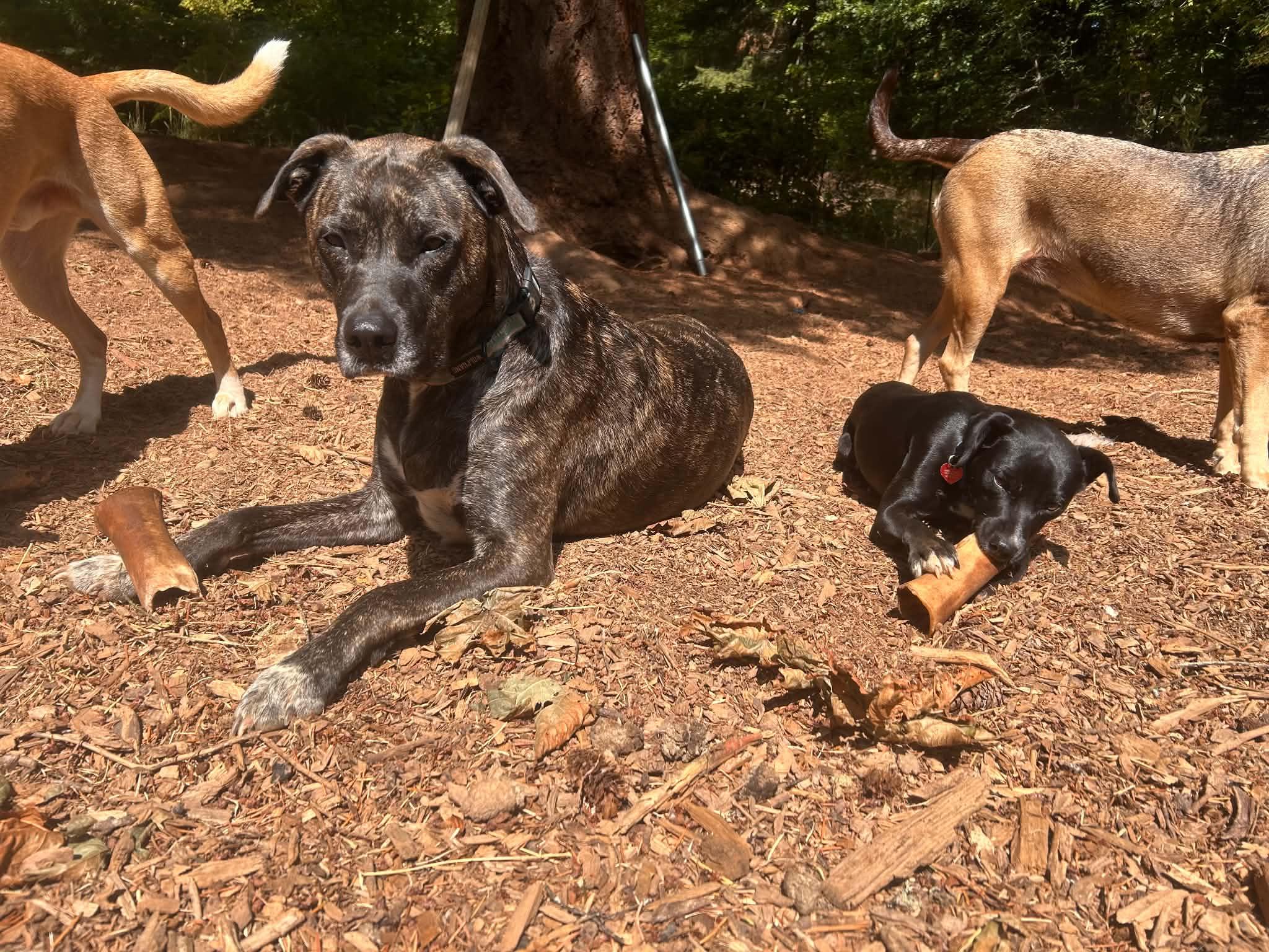 Enlarge Mojito, a Adopted mixed breed in Grants Pass, OR image 3/5