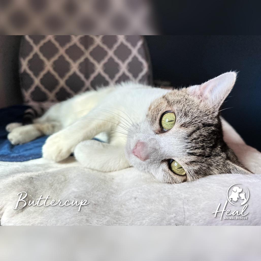 Enlarge Buttercup, a Adoptable Domestic Short Hair in Youngwood, PA image 1/2