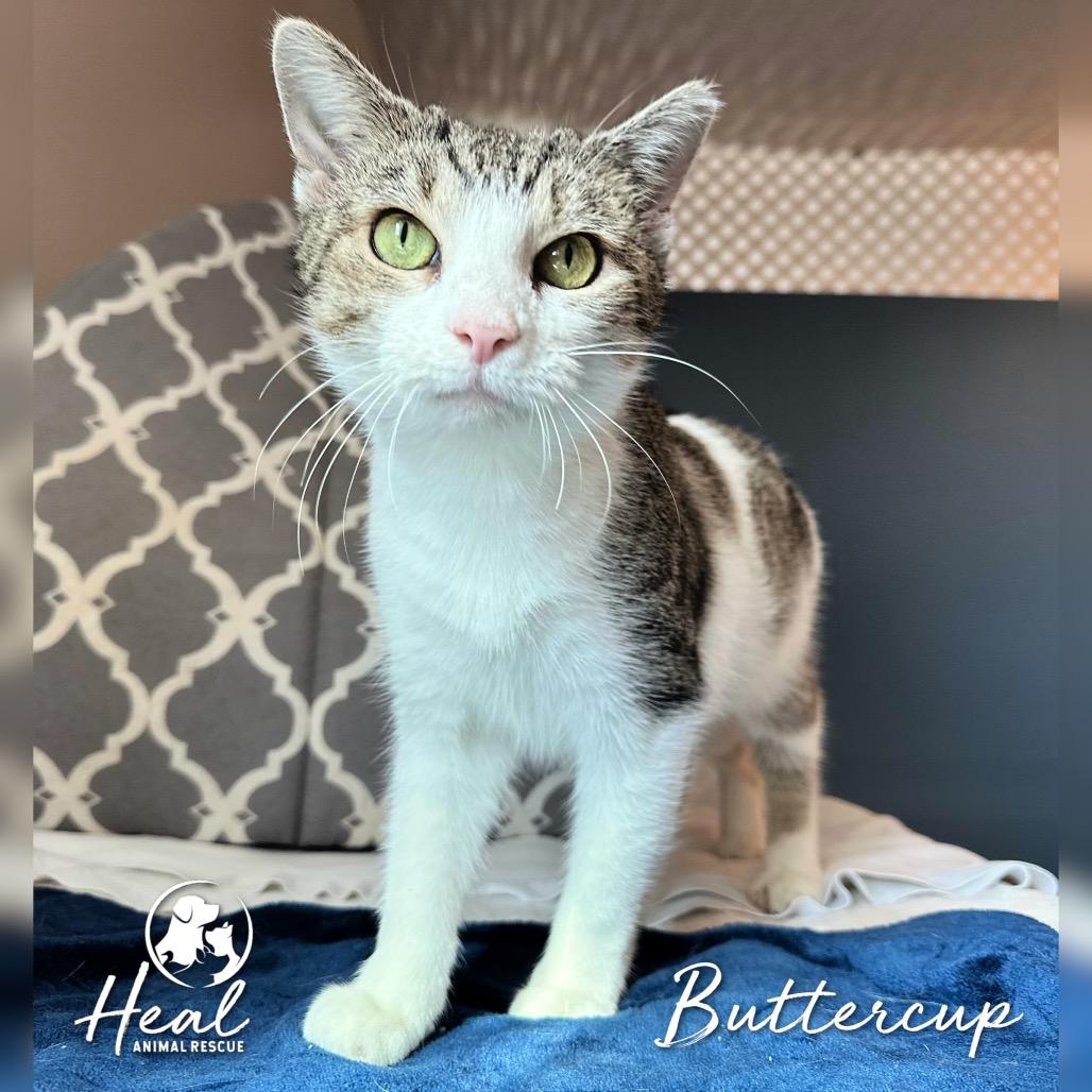 Enlarge Buttercup, a Adoptable Domestic Short Hair in Youngwood, PA image 2/2