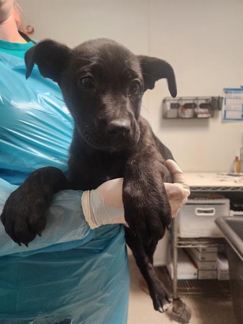 Enlarge Arwen -- URGENT!, a ADOPTABLE mixed breed in Thousand Oaks, CA image 1/1