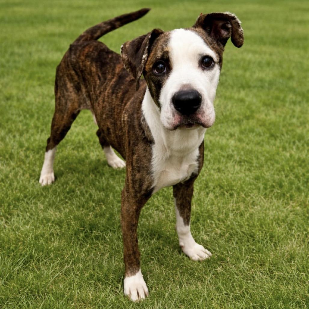 Luigi, Adoptable, Adult Male Pit Bull Terrier.