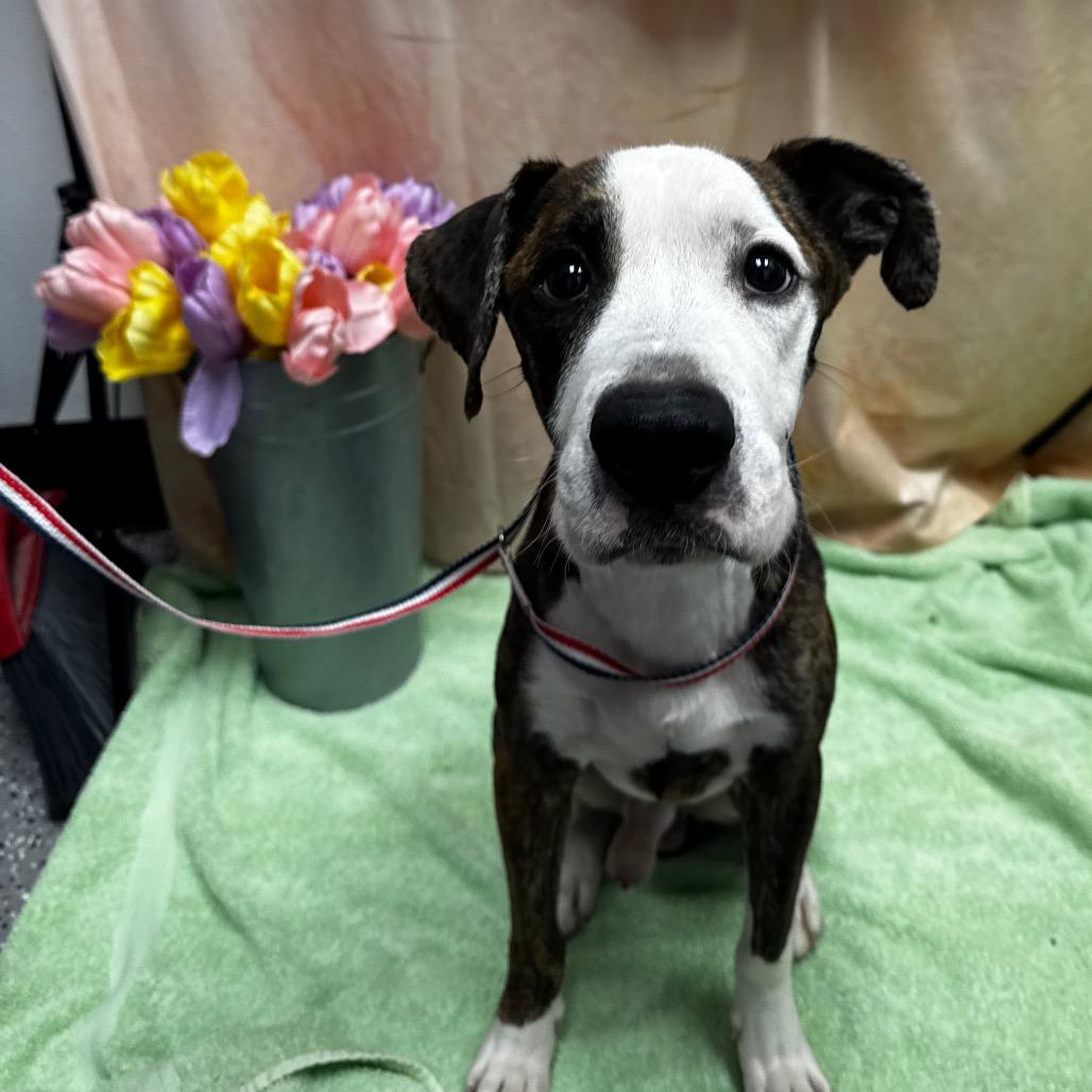 Enlarge Luigi, a Adoptable Pit Bull Terrier in Henderson, NV image 2/2