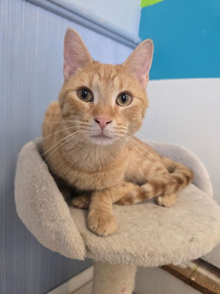 Skipper, Adoptable, Young Male Domestic Short Hair.
