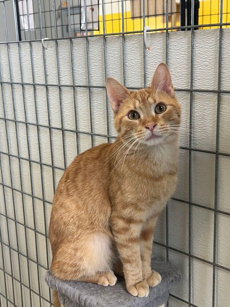 Enlarge Skipper, a Adoptable Domestic Short Hair in McPherson, KS image 1/3