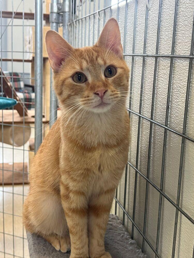 Enlarge Skipper, a Adoptable Domestic Short Hair in McPherson, KS image 2/3