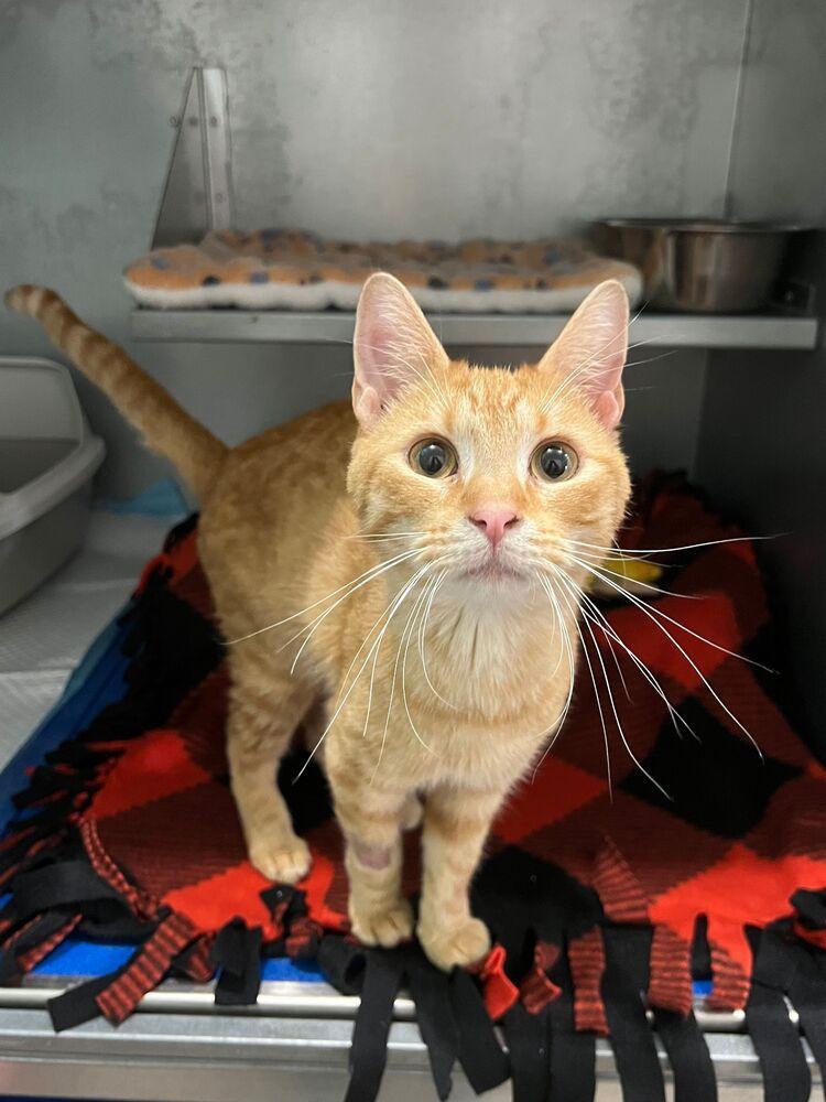 Enlarge Skipper, a Adoptable Domestic Short Hair in McPherson, KS image 1/1