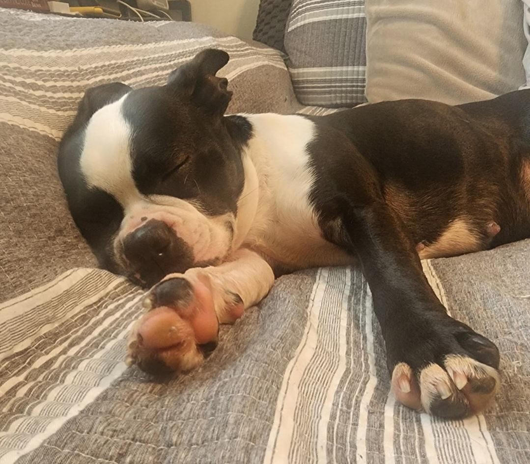 Daisy - Pending, Adoptable, Young Female Boston Terrier.