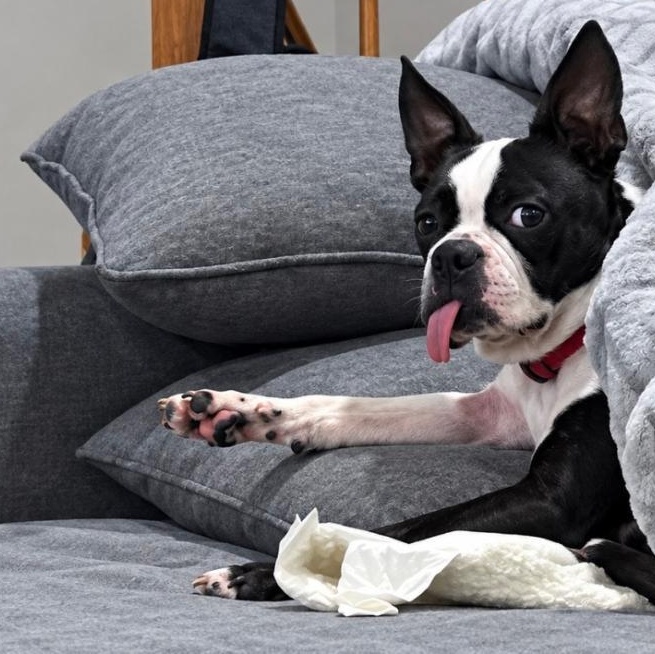 Enlarge Daisy - Pending, a Adoptable Boston Terrier in Elkhorn, NE image 3/4