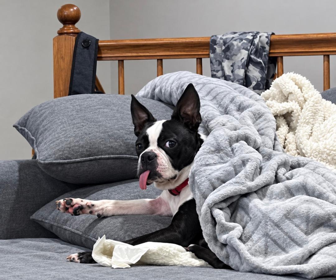 Enlarge Daisy in NE, a Adoptable Boston Terrier in Elkhorn, NE image 2/3
