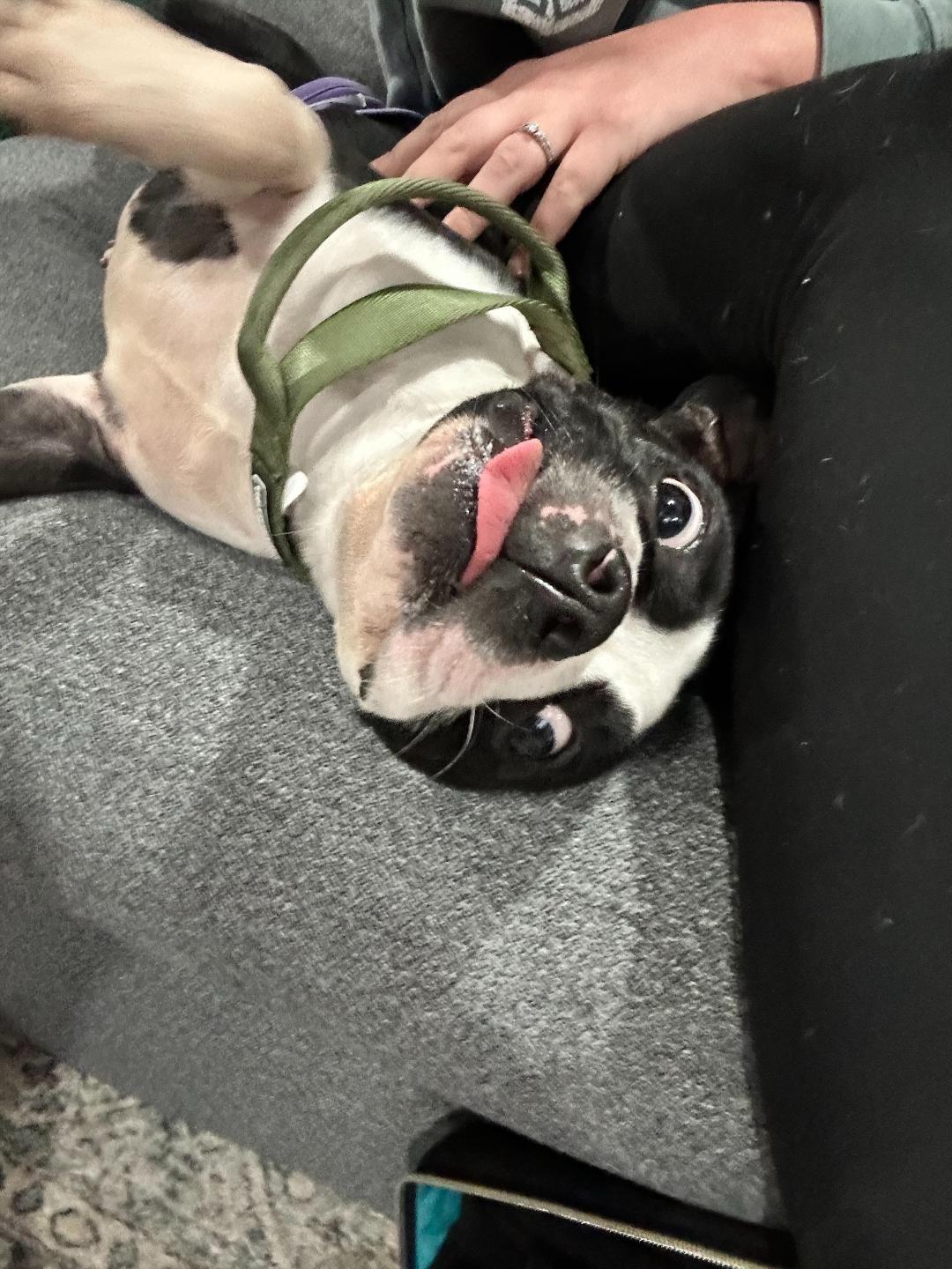 Enlarge Daisy in NE, a Adoptable Boston Terrier in Elkhorn, NE image 3/3
