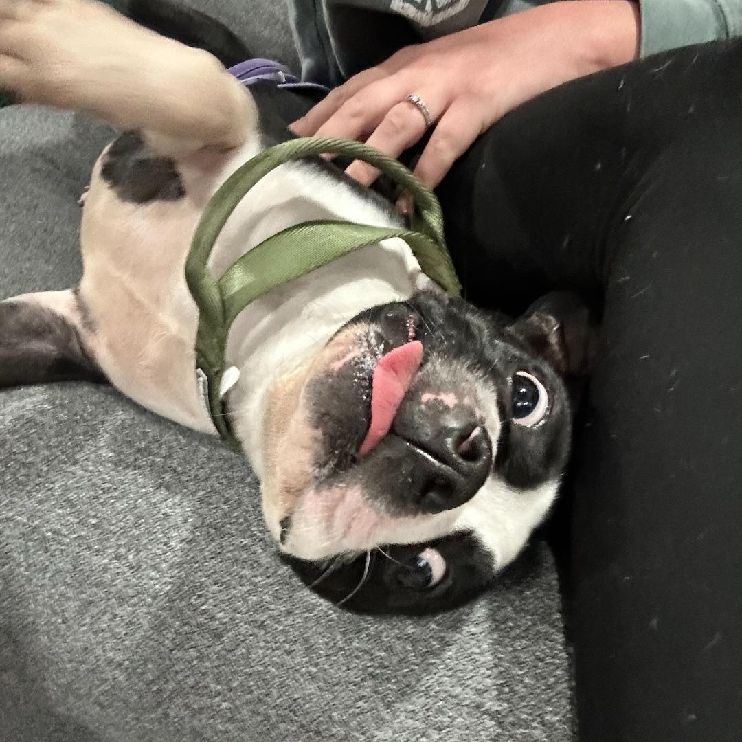 Enlarge Daisy - Pending, a Adoptable Boston Terrier in Elkhorn, NE image 4/4