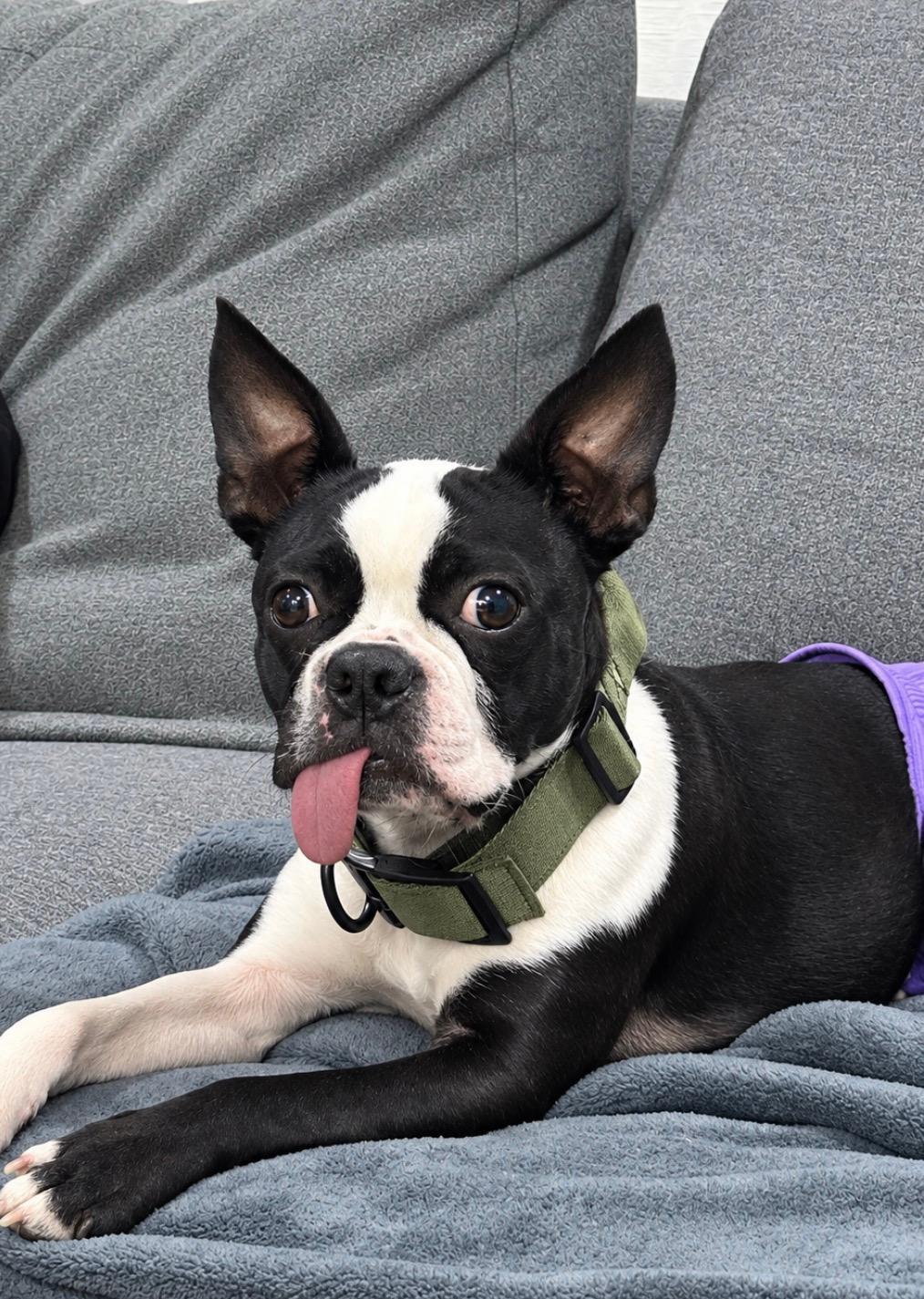 Daisy in NE, Adoptable, Young Female Boston Terrier.