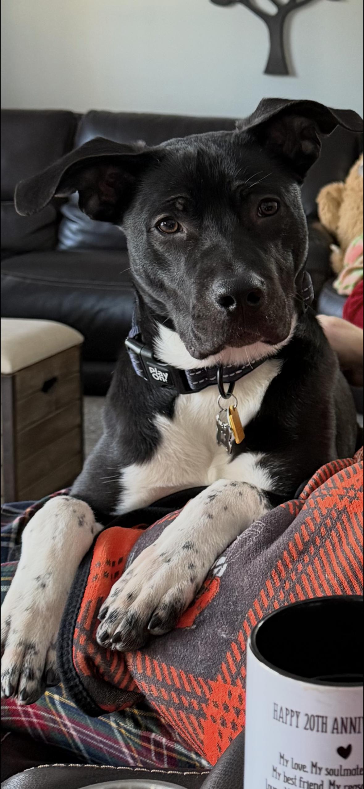 Alvie, Adopted, Young Male Mountain Cur & Terrier.