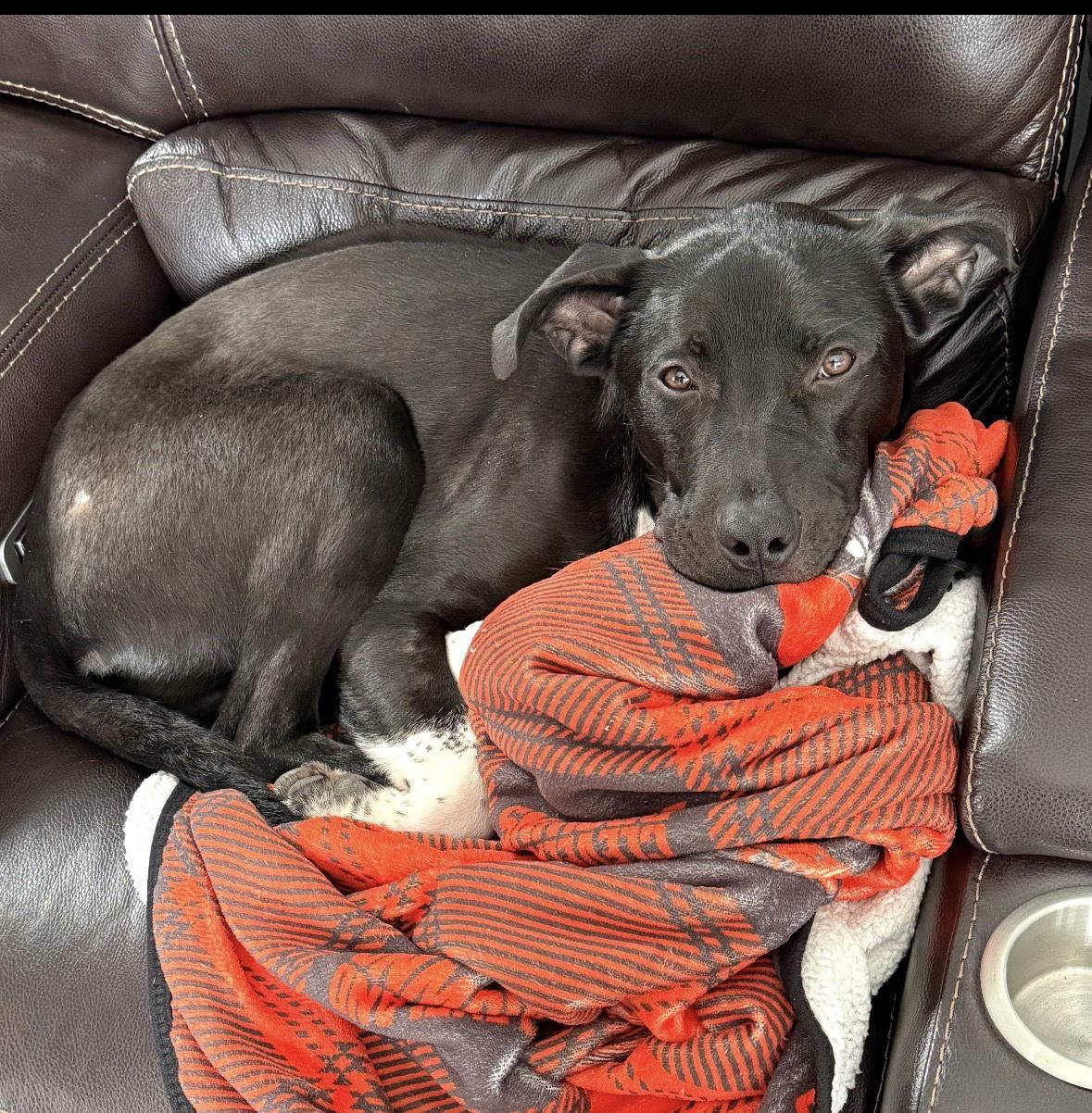 Enlarge Alvie, a Adopted mixed breed in Cuyahoga Falls, OH image 2/2