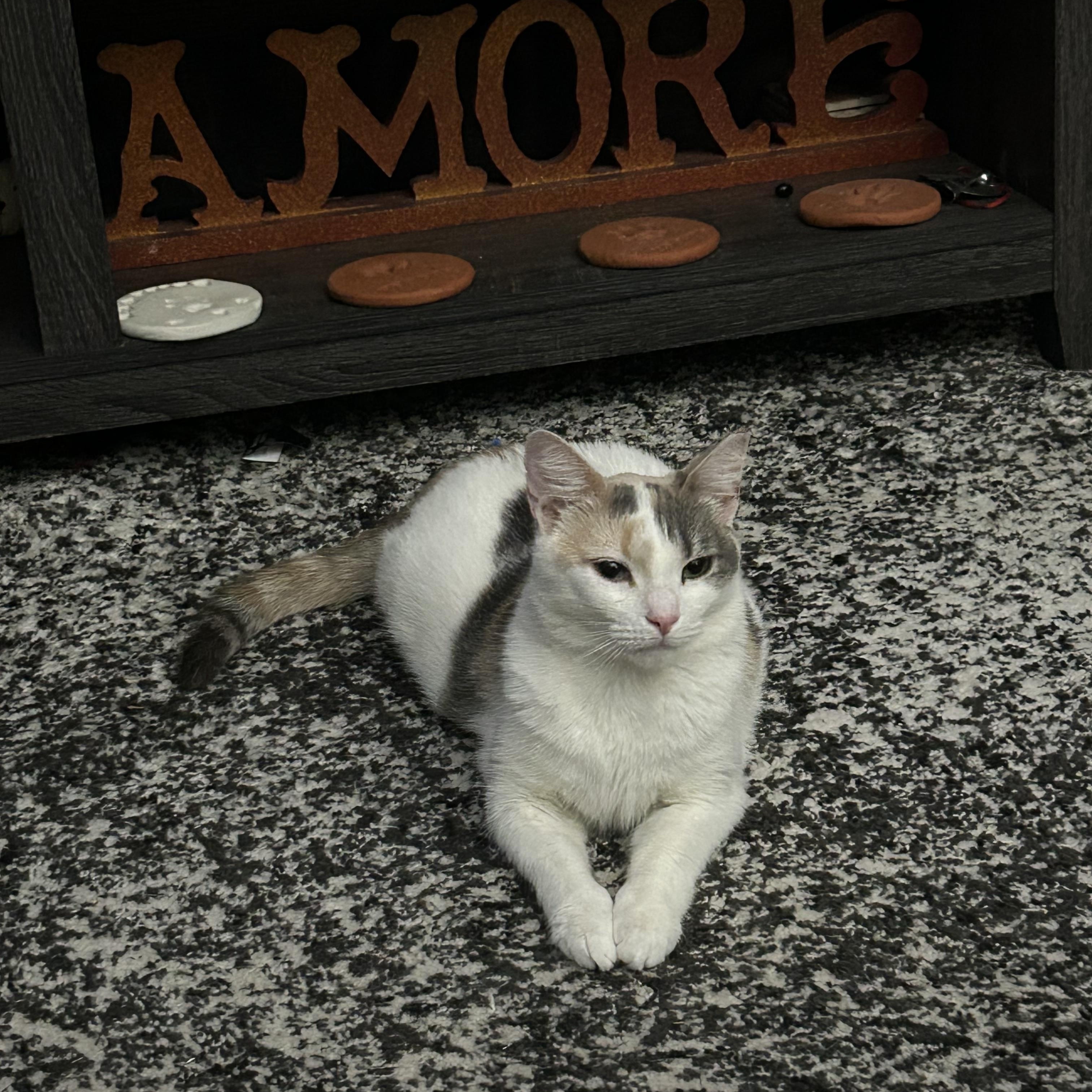 Tish, Adopted, Young Female Calico.