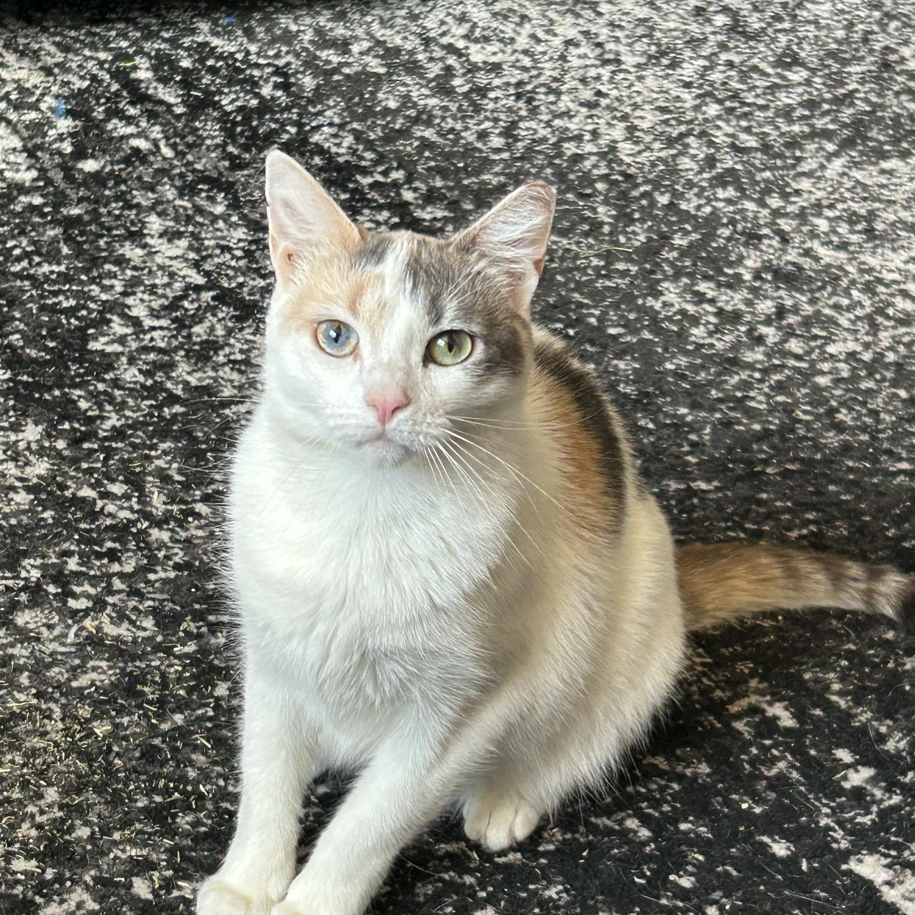 Enlarge Tish, a Adopted mixed breed in Levittown, NY image 2/4