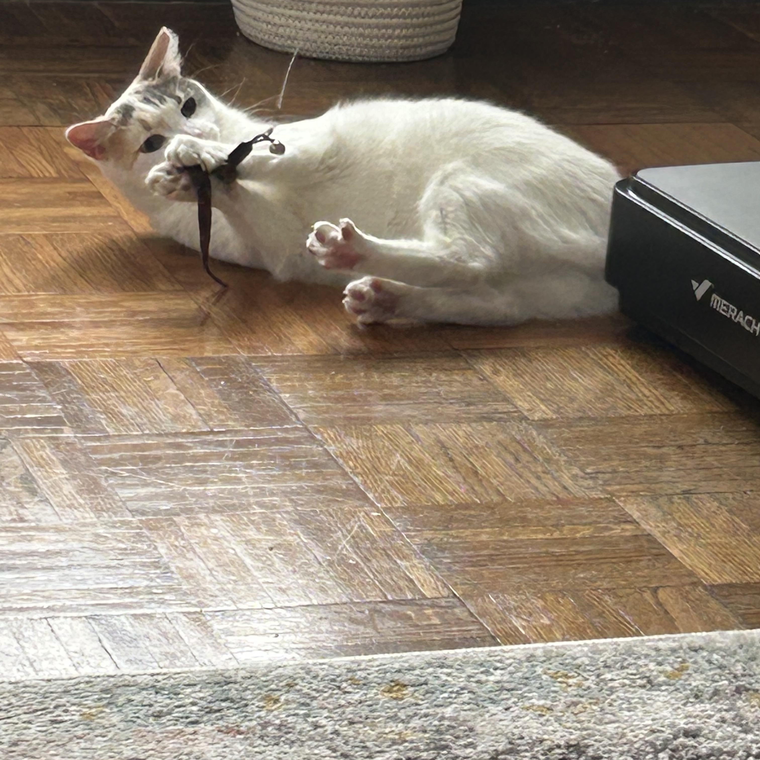 Enlarge Tish, a Adopted mixed breed in Levittown, NY image 3/4