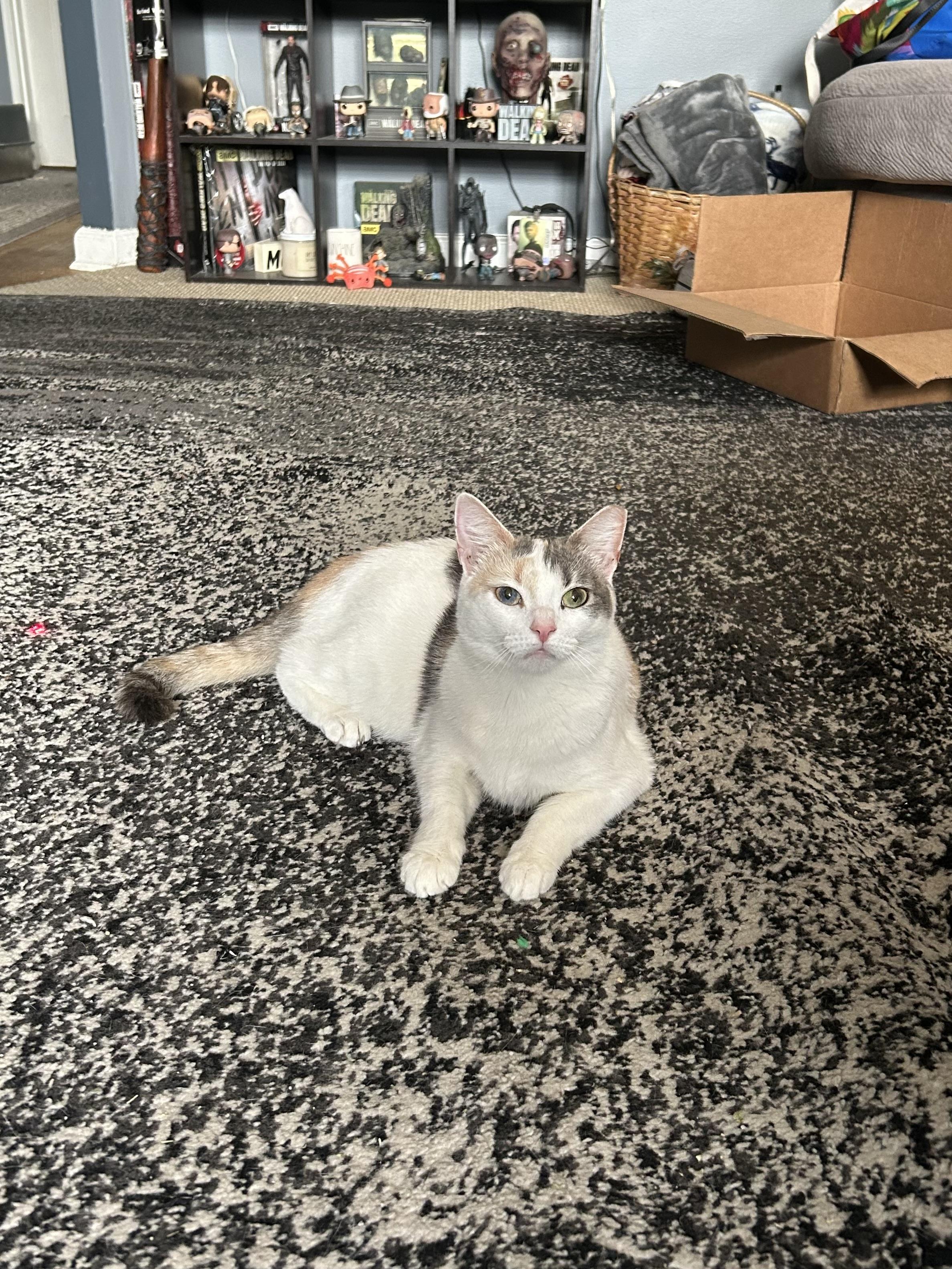 Enlarge Tish, a Adopted mixed breed in Levittown, NY image 4/4