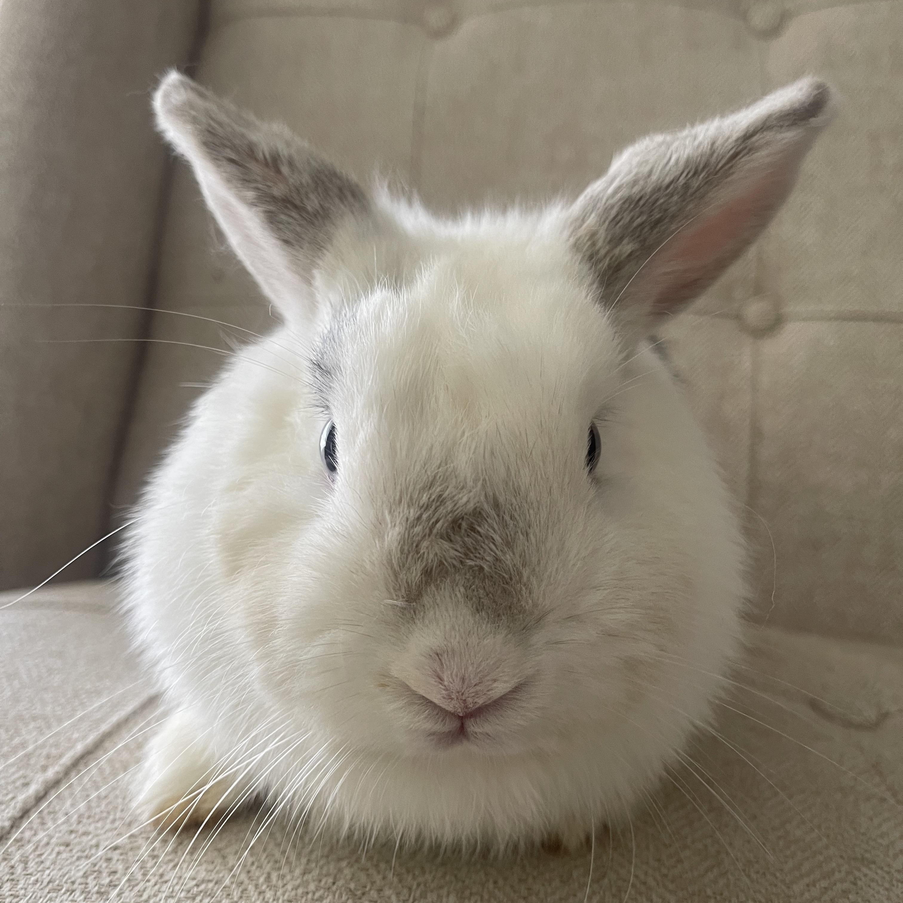 Mia, Young Female Bunny Rabbit