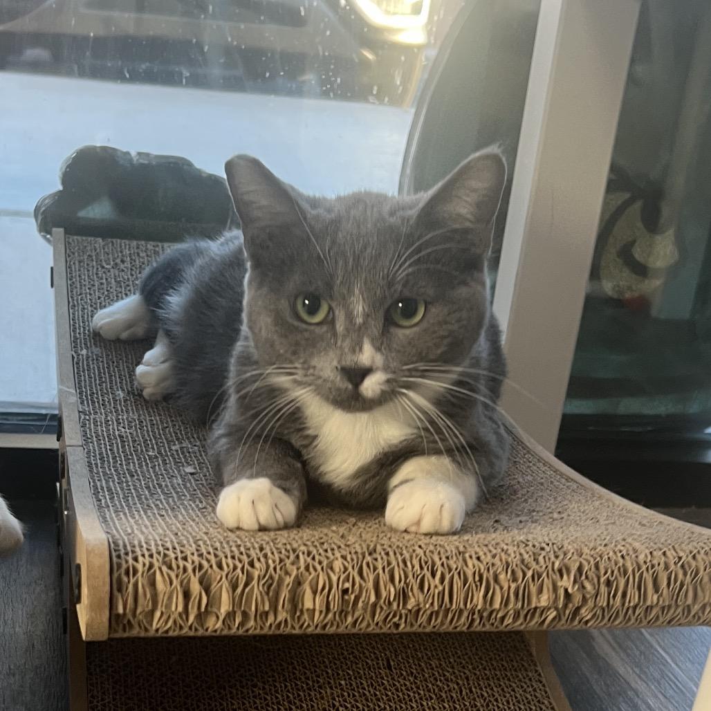 Enlarge Battle Cat, a Adoptable Domestic Short Hair in Las Vegas, NV image 3/3