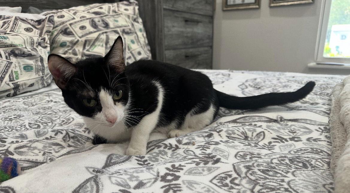 Ciana, Adoptable, Adult Female Tuxedo.