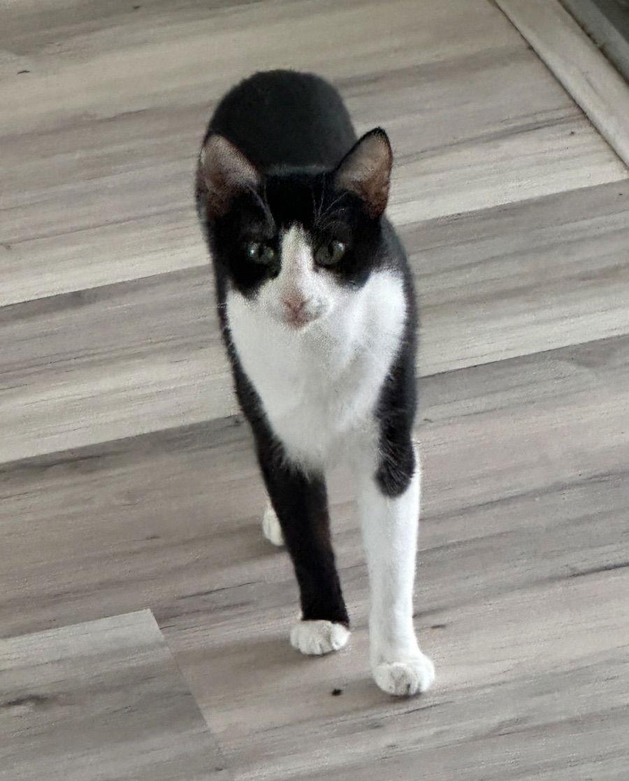 Enlarge Ciana, a Adoptable Tuxedo in Orlando, FL image 2/2