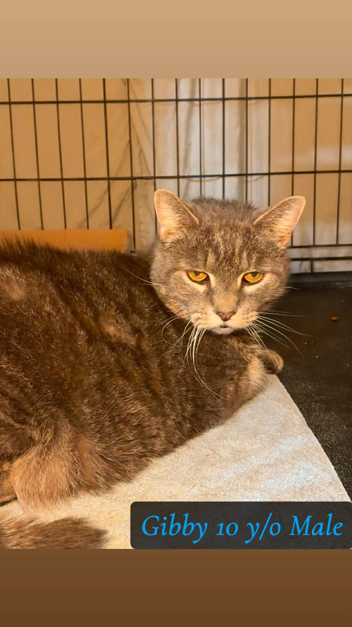 Enlarge Gibby, a ADOPTABLE Domestic Short Hair in Westfield, MA image 1/1