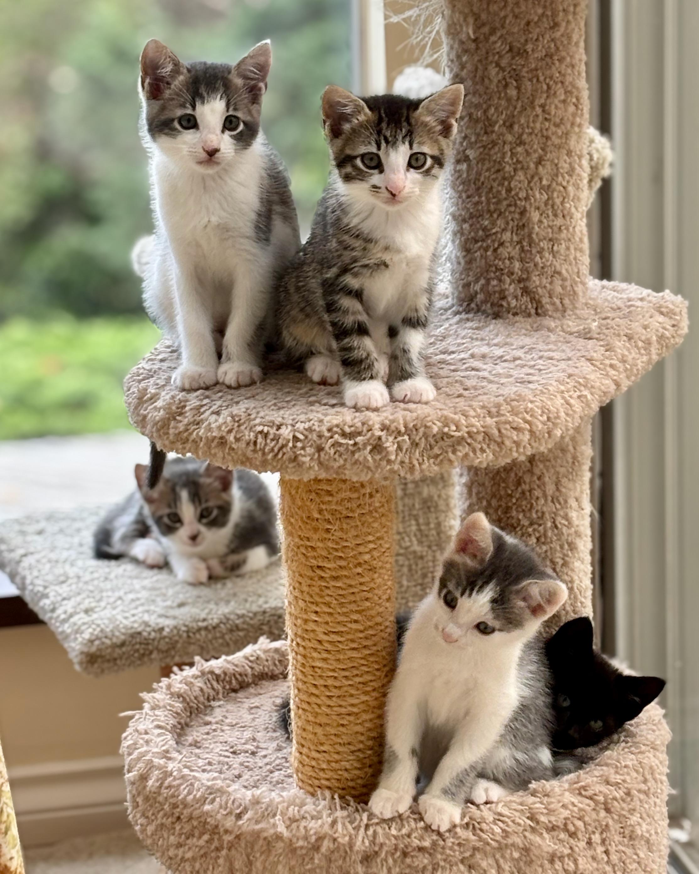 Enlarge Chevelle, a Adopted Domestic Short Hair in Salt Spring Island, BC image 4/6