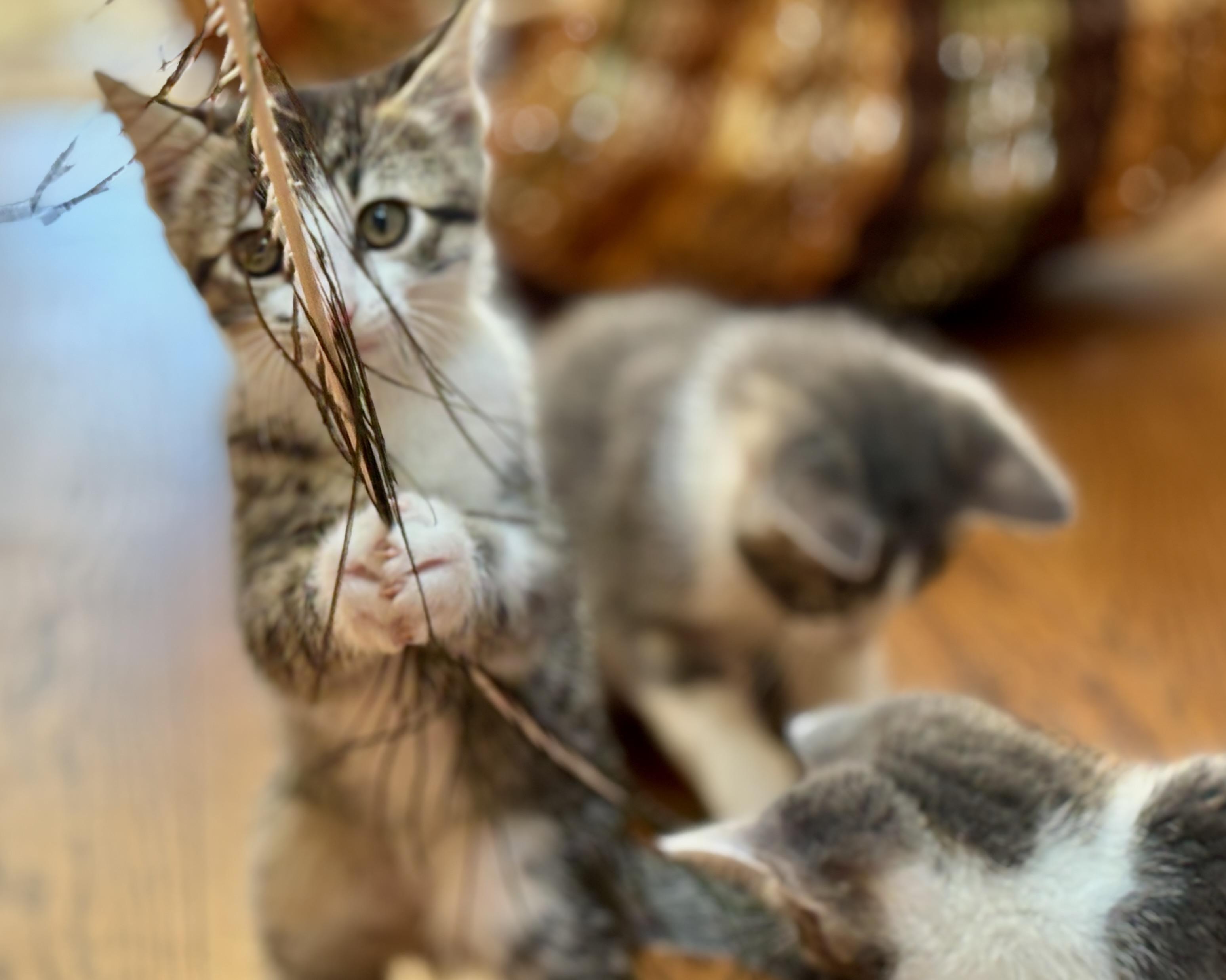 Enlarge Chevelle, a Adopted Domestic Short Hair in Salt Spring Island, BC image 6/6