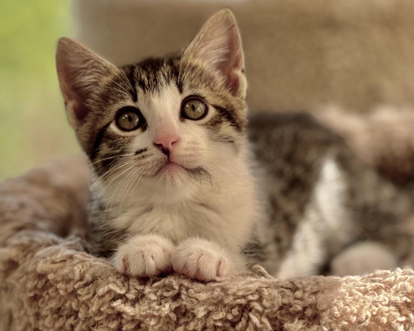 Enlarge Chevelle, a Adopted Domestic Short Hair in Salt Spring Island, BC image 5/6