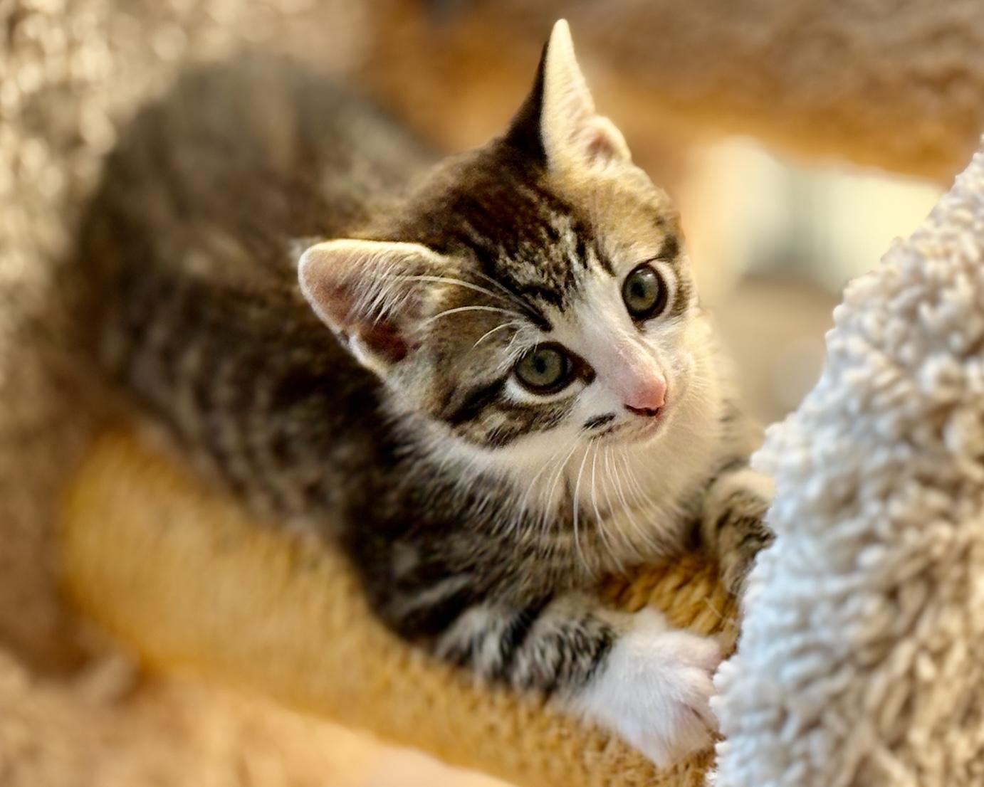 Enlarge Chevelle, a Adopted Domestic Short Hair in Salt Spring Island, BC image 1/6