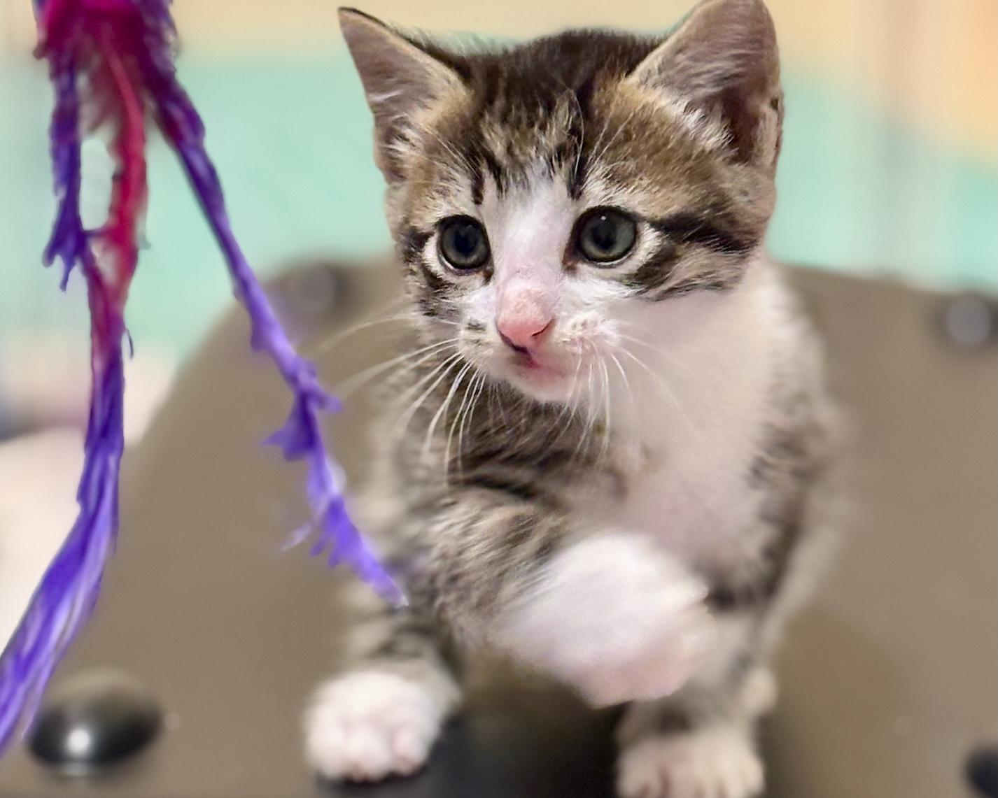 Enlarge Chevelle, a Adopted Domestic Short Hair in Salt Spring Island, BC image 3/6