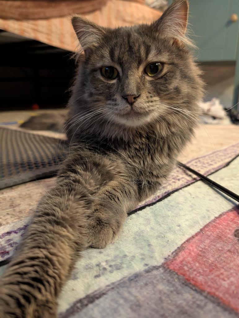 Fluffy, Adoptable, Adult Male Domestic Medium Hair.