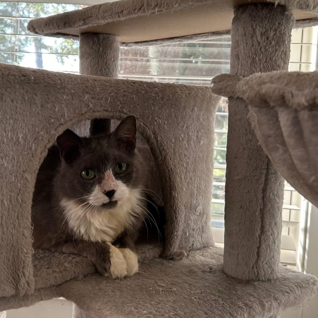 Enlarge Audrey, a Adoptable Domestic Medium Hair in Beaufort, SC image 2/2