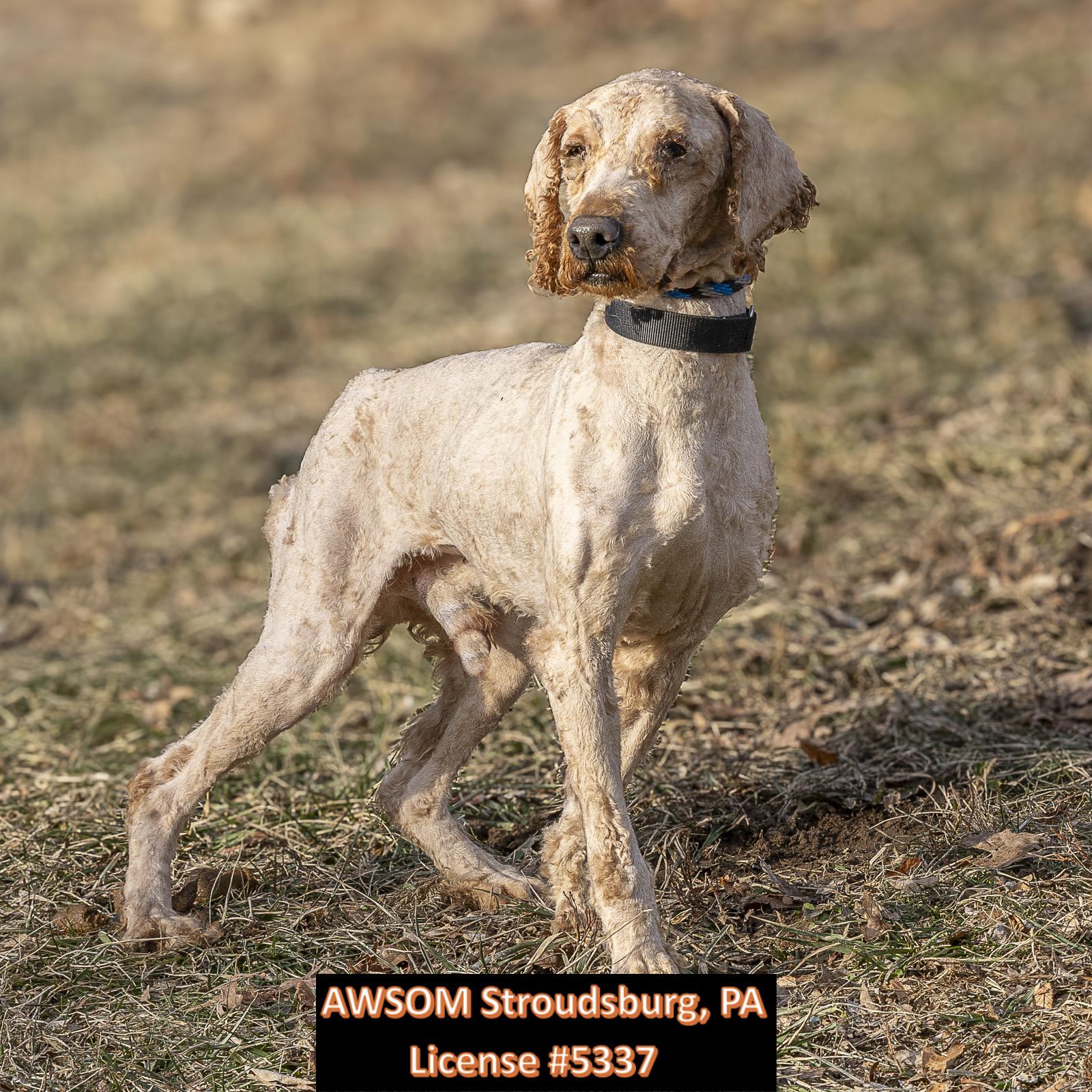 Enlarge maverick, a ADOPTABLE mixed breed in Stroudsburg, PA image 1/1