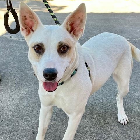 Abigail, an adoptable Terrier, Australian Cattle Dog / Blue Heeler in Phoenix, OR, 97535 | Photo Image 6